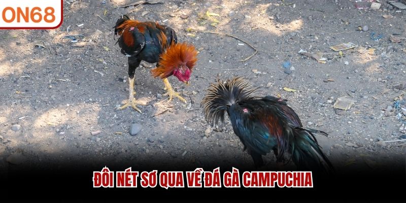 Đ&ocirc;i n&eacute;t sơ qua về đ&aacute; g&agrave; Campuchia